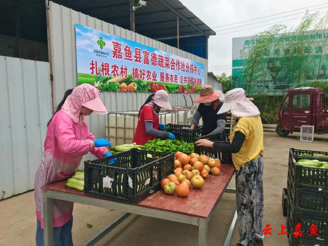 果蔬专业合作社收购捐赠蔬菜，带动就业促增收，服务多家合作社