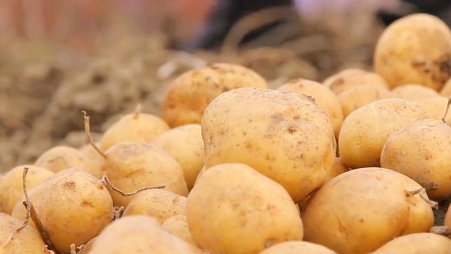 _土豆价格还涨吗_土豆涨价了