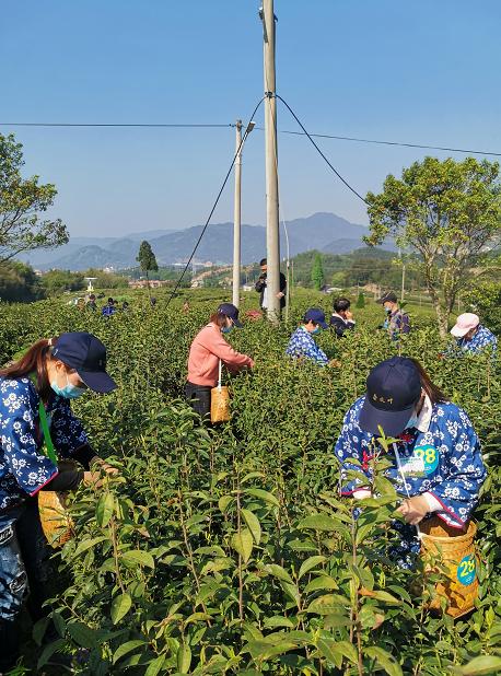 _浙江泰顺疫情新进展_泰顺疫情